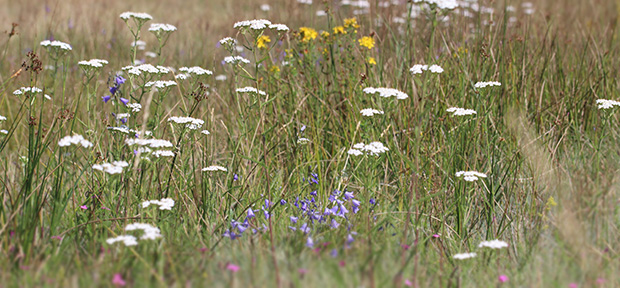 Blühende Wiese 