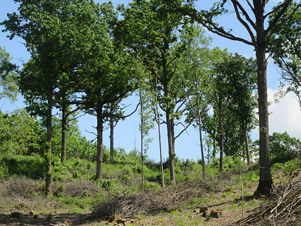 Mittelwaldbewirtschaftung (Foto: Ulrike Grötsch)