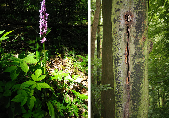 Orchidee und Höhlenbaum (Fotos: Ulrike Grötsch)