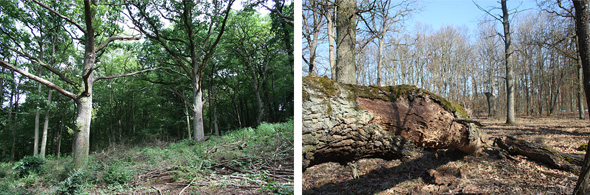 Totholz im Hutewald Dottenheim (Foto: Ulrike Grötsch)