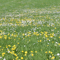 Blumenwiese (Foto: Thomas Immler)