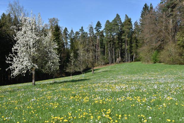 Blumenwiese (Foto: Thomas Immler)