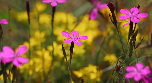 Heidenelke, Dianthus Deltoides