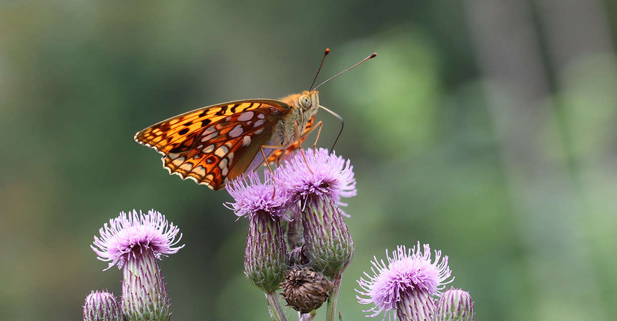 Naturaufnahme mit Schmitterling (Foto: Stefan Böger, Regierung von Mittelfranken)