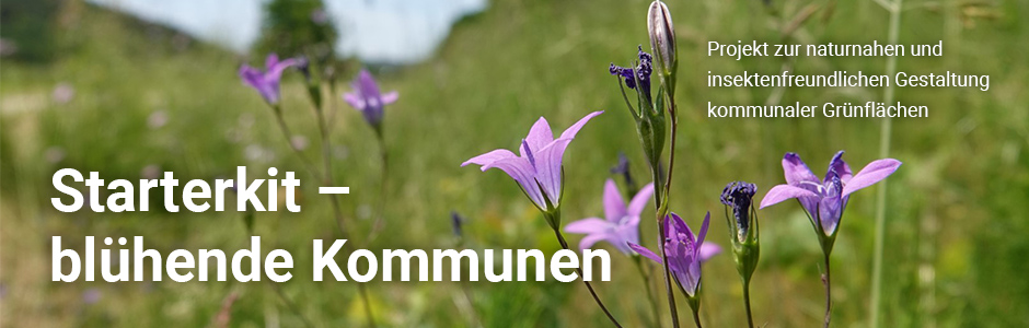 Wiese mit blühenden Blumen