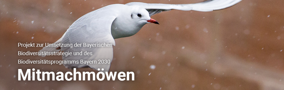 Fliegende Möwe in Nahaufnahme