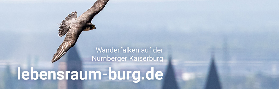 Wanderfalke